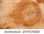 Wooden structure. Cross sectional cut end of log showing the pattern and texture created by the growth rings. 