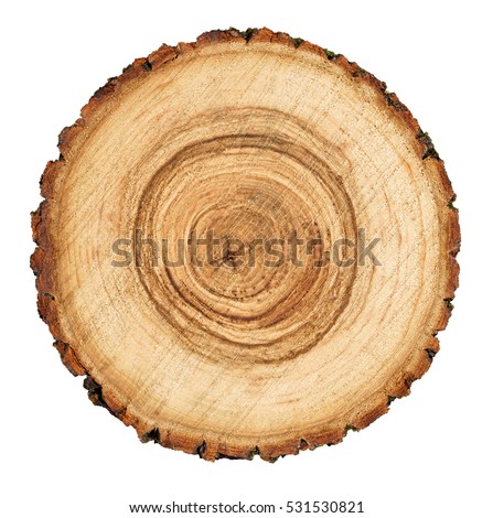 Wooden stump isolated on the white background. Round cut down tree with annual rings as a wood texture.