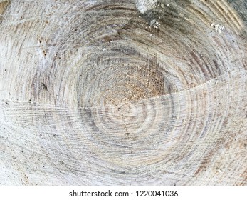 The wooden stump texture, surface and background.