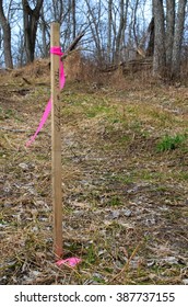 A wooden survey peg with high visibility pink flagging is used in land surveying.
