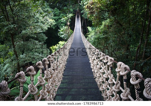 Wooden suspension\
bridge in the forest\
