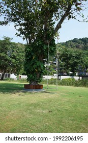 Wooden Swing Set In Green Natural Garden Park