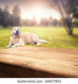 Dog Blur Images Stock Photos Vectors Shutterstock