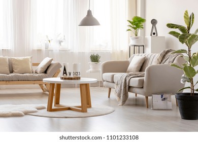 Wooden table on rug in front of settee in simple living room interior with ficus. Real photo - Shutterstock ID 1101233108