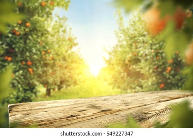 wooden table place of free space for your decoration and orange trees with fruits in sun light  - Shutterstock ID 549227347