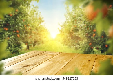 wooden table place of free space for your decoration and orange trees with fruits in sun light  - Shutterstock ID 549227353