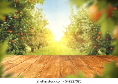 wooden table place of free space for your decoration and orange trees with fruits in sun light  - Shutterstock ID 549227395