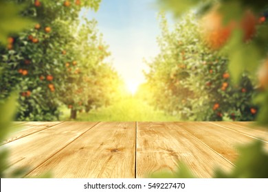 wooden table place of free space for your decoration and orange trees with fruits in sun light  - Shutterstock ID 549227470