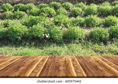 Wooden Table With Stevia Plant