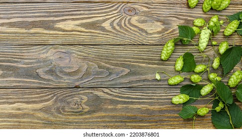 Wooden Table Surface With Hops Cones Twigs And Space For Copy. Oktoberfest Concept Background.