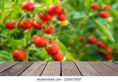 Wooden table top on blur tomato field background in daytime.Harvest tomato or fruit juice.
 For montage product display or design key visual layout.View of copy space.

 - Powered by Shutterstock