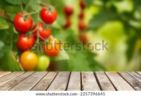 Wooden table top on blur tomato farm background in daytime. Harvest tomato or fruit juice. For montage product display or design key visual layout. View of copy space.

