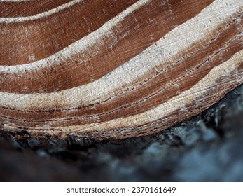Wooden texture with annual rings, can be used as a background - Shutterstock ID 2370161649