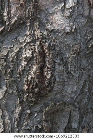 Wooden texture closeop
