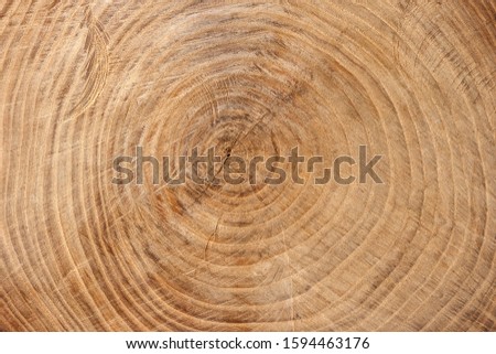 Wooden texture from cut tree trunk of maple tree, closeup. Cross section of a tree trunk. Top view.