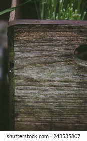 Wooden Texture Of An Old Milk Crate With Garden Herbs Growing Inside.