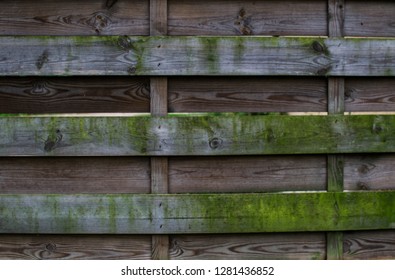 wooden texture, wood background with moss close up - Powered by Shutterstock