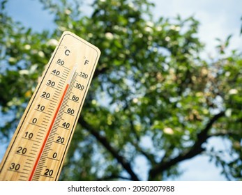 Wooden thermometer with red measuring liquid showing high temperature over 36 degrees Celsius on sunny day on background of apple tree. Concept of heat wave , warm weather, global warming, climate.