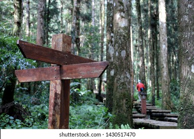 Wooden track pointer in the deep forest. The abstract concept for different choice, decision, or the distinctive opinion.