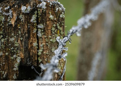 Wooden tree trunk with frozen barbed wire.  - Powered by Shutterstock