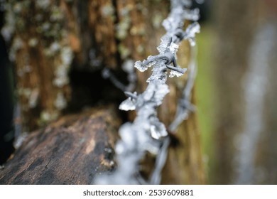 Wooden tree trunk with frozen barbed wire.  - Powered by Shutterstock