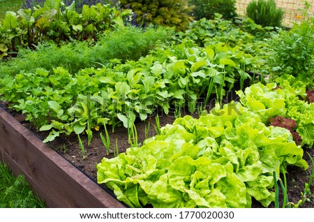 Wooden vegetable bed box with soil in the home garden. Ecology and homegrowing concept. 