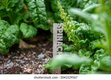 A Wooden Vegetable Garden Marker With The Word Spinach. The Small Sign Is Among Curly Green Leafy Spinach Growing In A Garden Of A Farm. The Raw Vegetable Plant Is Fresh And Vibrant Green Color.   