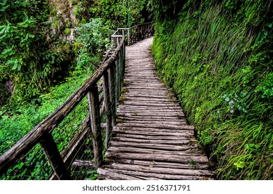 A wooden walkway with a green forest in the background. The walkway is narrow and winding, and the trees are tall and lush. Scene is peaceful and serene, as the viewer is surrounded by nature - Powered by Shutterstock