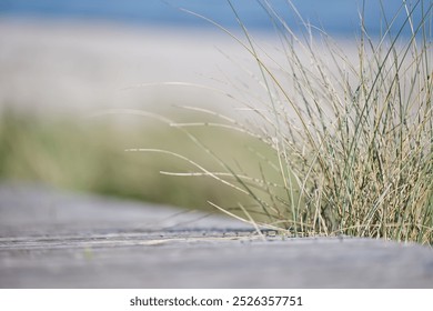 A wooden walkway leads through  dunes on the beach of the island of Foehr, on the right side beach grass grows in a tuft and protrudes into the gaps between the wooden walkway, background is blurred  - Powered by Shutterstock