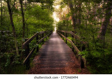 A wooden walkway leads through the forest. Wooden Boardwalk. Nature trail. Natural and Travel Concept. - Powered by Shutterstock