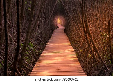 Wooden walkway in mangrove forest. Nature background. - Shutterstock ID 792693961