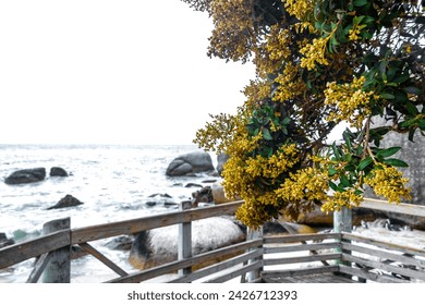 Wooden Walkway Railings and Steps at Boulders Beach by the Penguins in Simons Town Cape Town Capetown Western Cape South Africa Southafrica. - Powered by Shutterstock