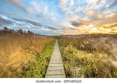 Wooden walkway through salt tidal marsh in Natura 2000 area Dollard, Groningen Province, the Netherlands. Landscape scene in windy conditions in the nature of Europe. - Shutterstock ID 2091405625