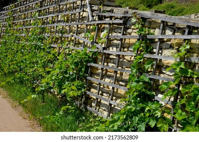 Wooden Wine Trellises. Brick Red Wall With Recessed Lights And Drainage Pipes For Draining Drainage Water From Terraces. Wooden Garden House In A Sunny Herb Garden In The Vineyard