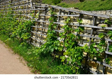 Wooden Wine Trellises. Brick Red Wall With Recessed Lights And Drainage Pipes For Draining Drainage Water From Terraces. Wooden Garden House In A Sunny Herb Garden In The Vineyard