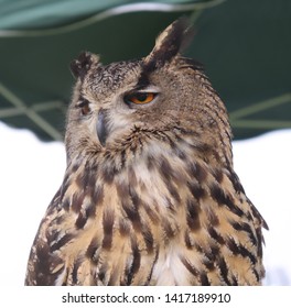 Woodhall Spa, Lincolnshire / UK - May 19 2019. Owl At Woodhall Spa Country Fair.