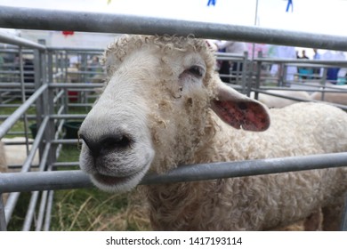 Woodhall Spa, Lincolnshire / UK - May 19 2019. Sheep On Display At Woodhall Spa Country Fair.