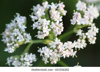 Woodland Angelica