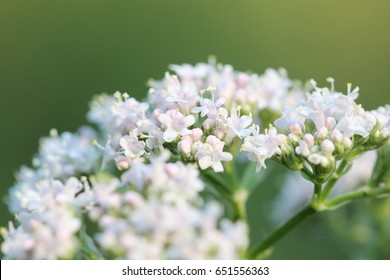 Woodland Angelica