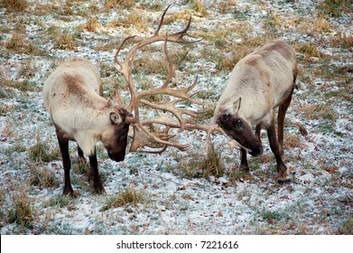 Woodland Caribou