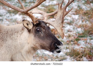 Woodland Caribou