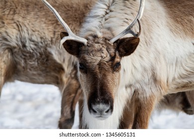 Woodland Caribou Close Up