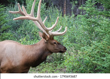 Woodland Caribou Head In The Forest