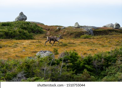 Woodland Caribou Seen Along The Long Range Traverse In Gros Morne National Park, Newfoundland, Canada