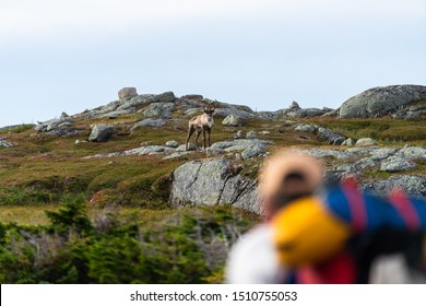 Woodland Caribou Seen Along The Long Range Traverse In Gros Morne National Park, Newfoundland, Canada