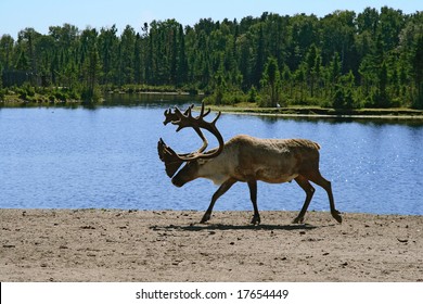 Woodland caribou walking near lake water.