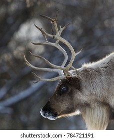 Woodland Caribou In Winter