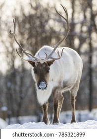 Woodland Caribou In Winter