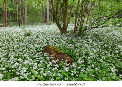 Woodland covered in Wild Galic during Springtime. Durham, County Durham, England, UK.