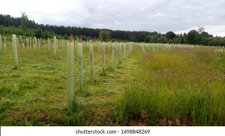 Woodland creation with biodivers UK native trees - Shutterstock ID 1498848269